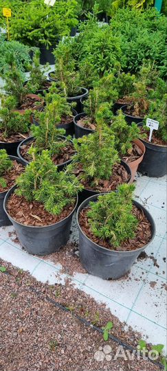 Ель обыкновенная Томпа