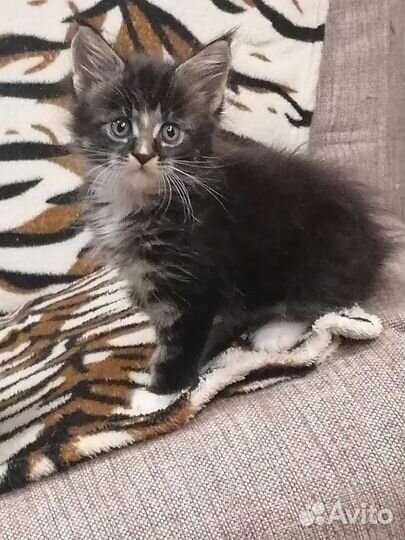 Котята мейн-кун
