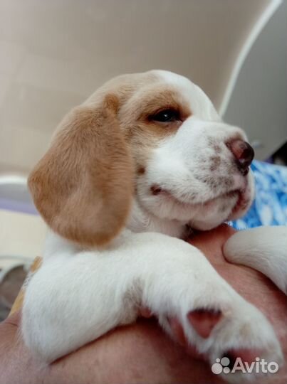 Щенок бигля (РКФ)