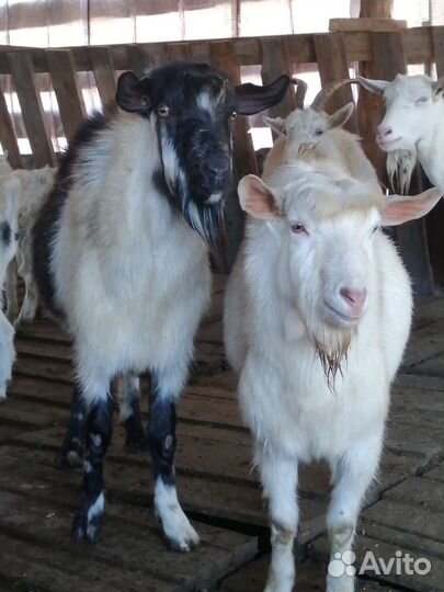 Козел зааненский