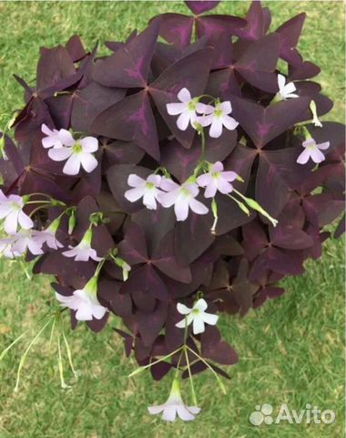 Комнатные цветы кислица(оксалис)