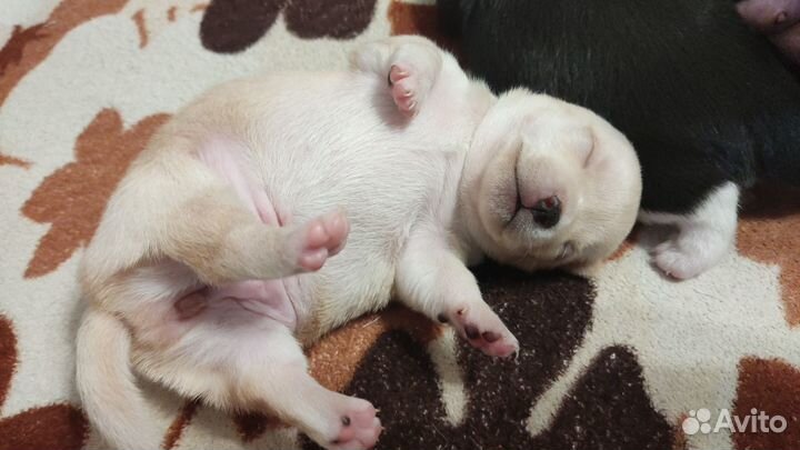 Щенки чихуахуа девочки
