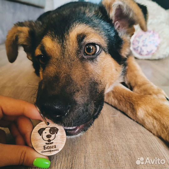 Адресник / жетон для собак