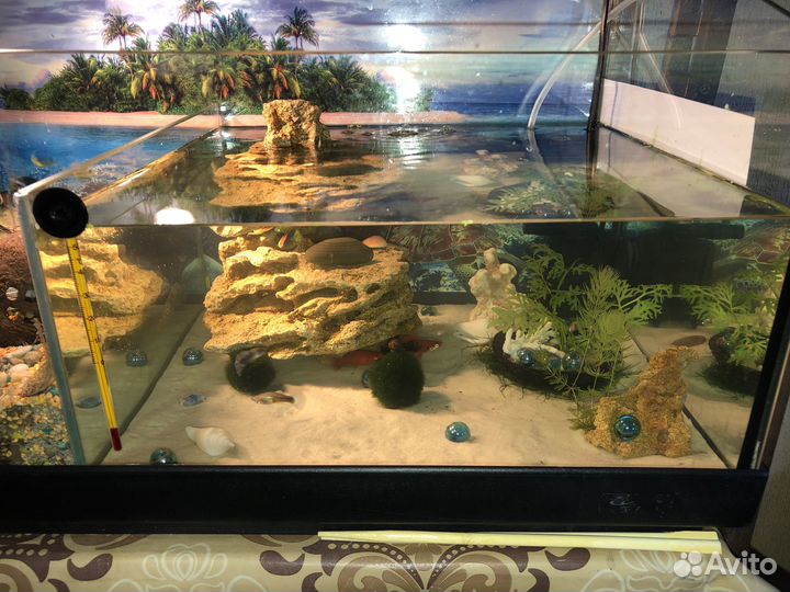 Аквариум террариум