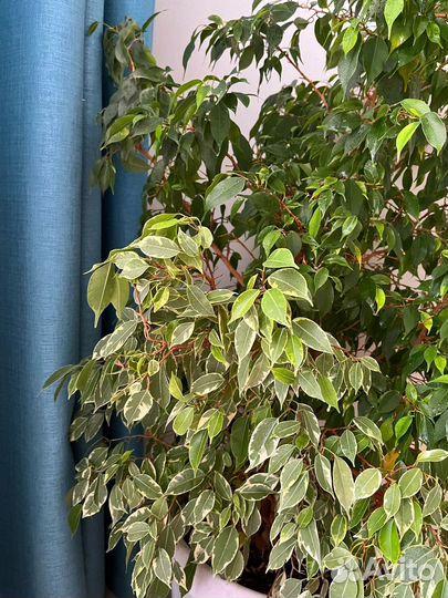 Большое дерево фикус Бенджамина, грунт и кашпо