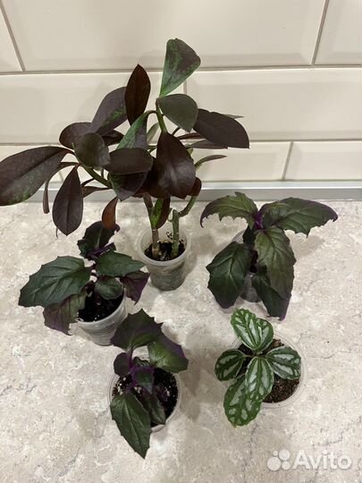 Сциндапсусы, сингониумы и другое