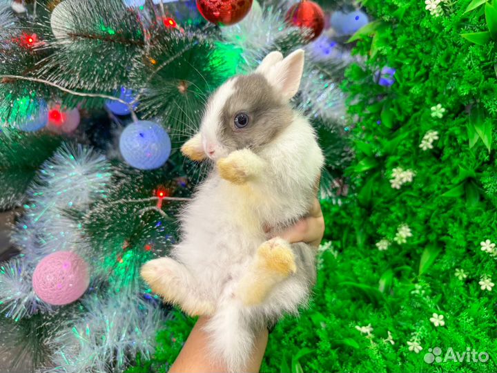 Карликовый кролик мини - плюшевый рекс и другие