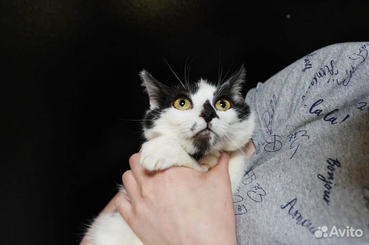 Котики бесплатно