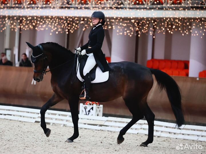 Конный спорт,выездка,конкур.Обучение верховой езде