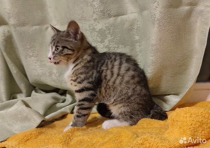 Котëнок девочка в дар