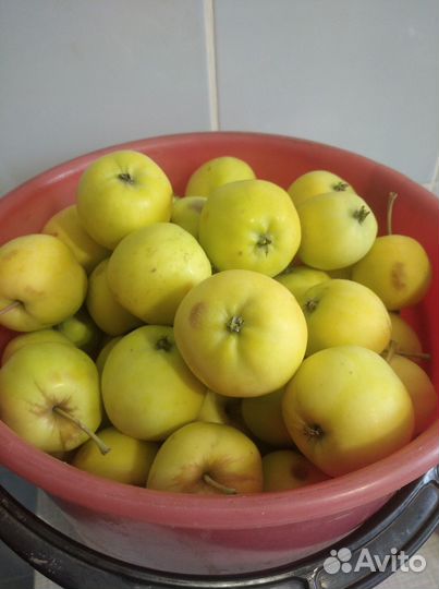 Яблоки домашние