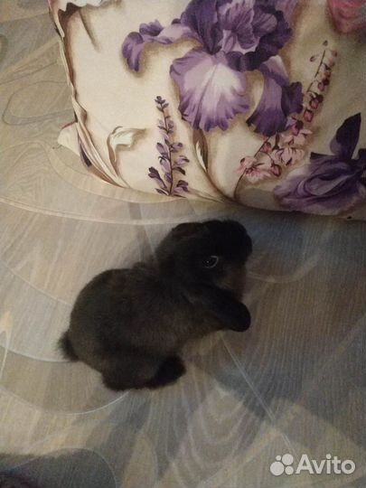 Декоративный кролик