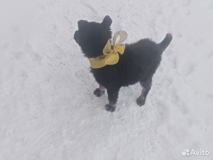 Маленькие собаки в дар