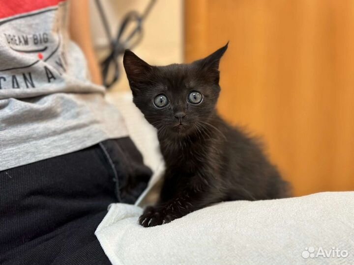 Черный котенок