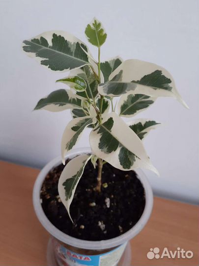 Фикус Бенджамин