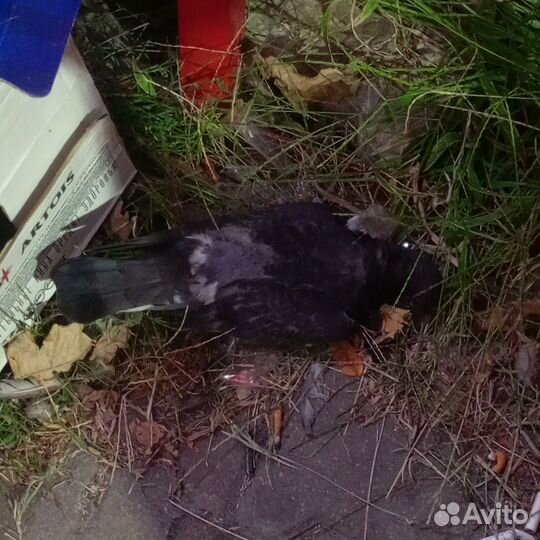 Спящий голубь