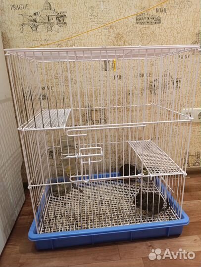 Белки дегу + клетка