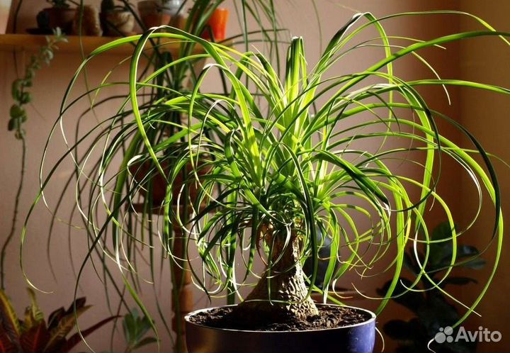 Бутылочное дерево нолина