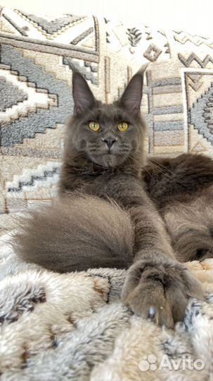 Кошка мейн-кун голубая пантера на вашем диване