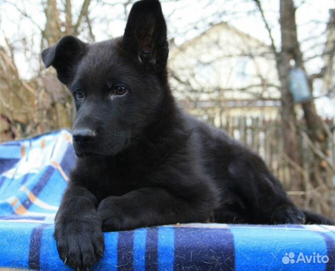 Щенки крупных черных немецких овчарок 2.5 месяца