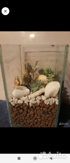 Суккуленты в стекле