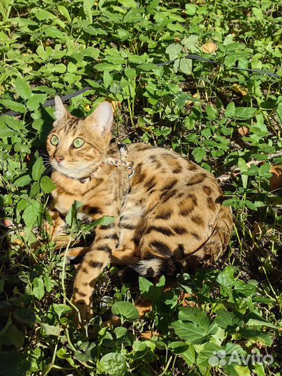 Ищем котика для знакомства