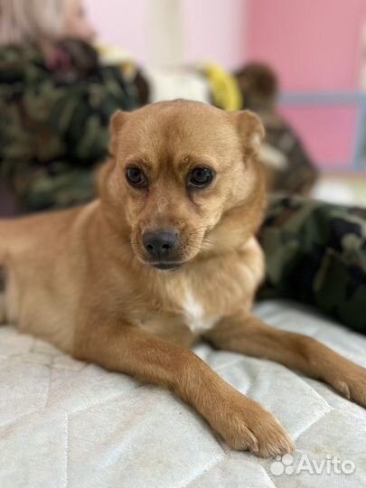 Собака в добрые руки