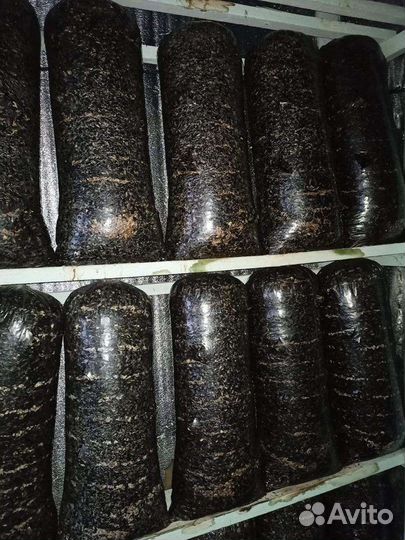 Грибные блоки вешенка