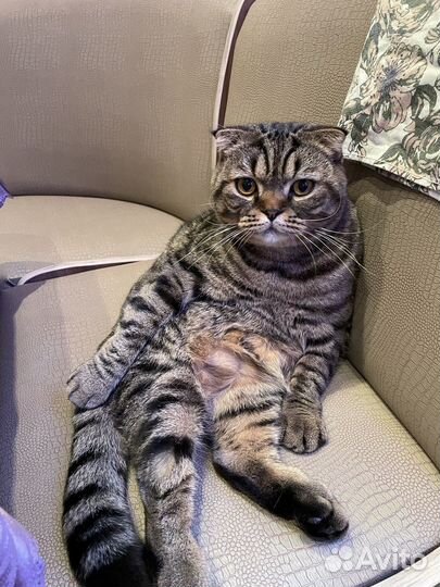 Кот пусенхороший и добрый кот