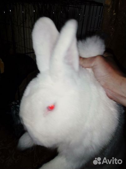 Кролики мясных пород