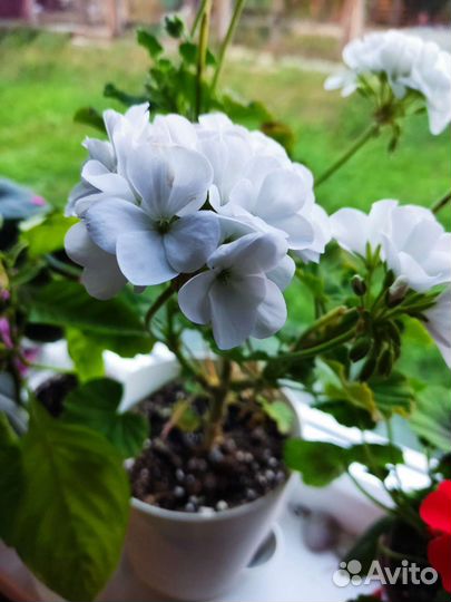 Пеларгония герань