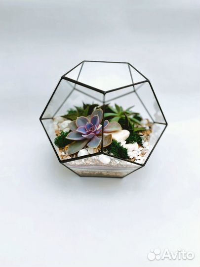 Флорариум Додекаэдр