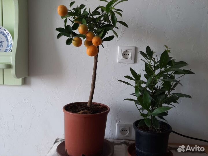 Дерево мандариновое