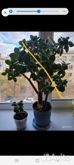 Денежное дерево (Толстянка)