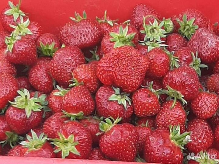 Рассада клубники