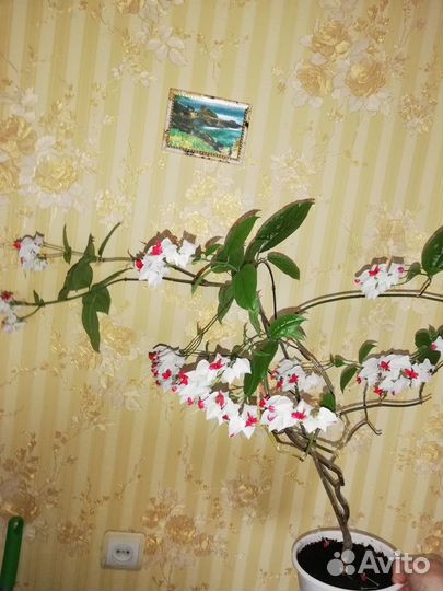 Клеродендрум Томсона