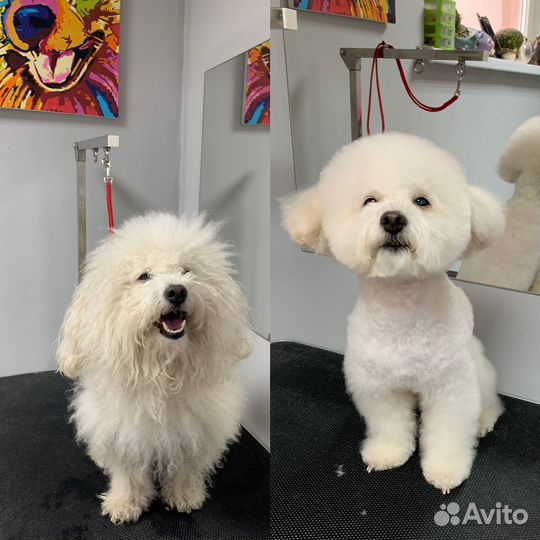 Грумер для собак