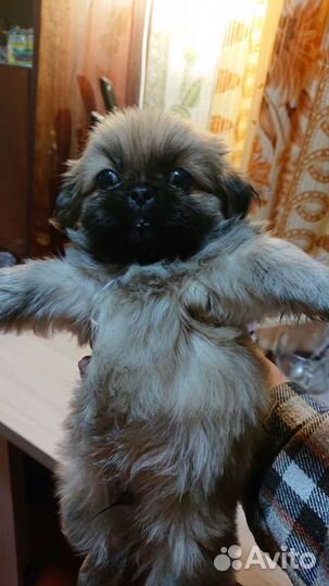 Щенки пекинеса