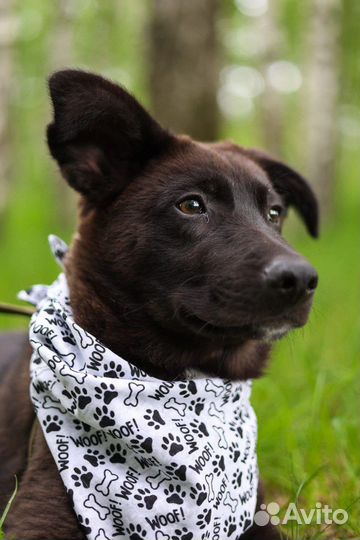 Щенок Несквик из приюта в добрые руки