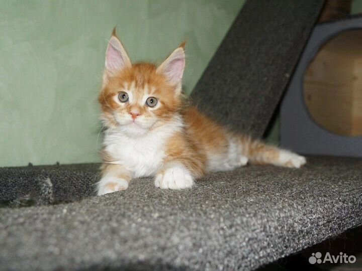 Мейн-кун котята рыжие