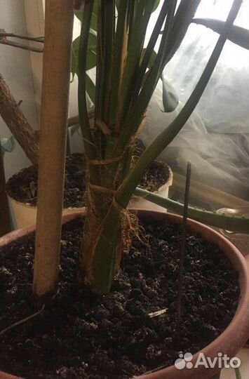 Финиковая пальма, взрослая