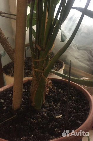 Финиковая пальма, взрослая