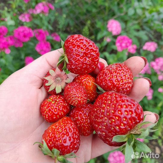 Клубника рассада