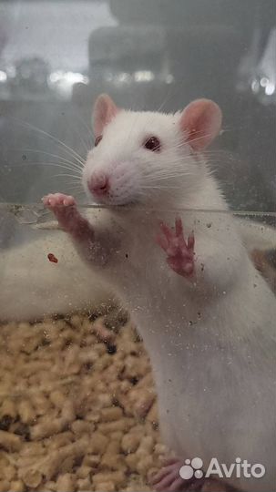 Крыса домашняя