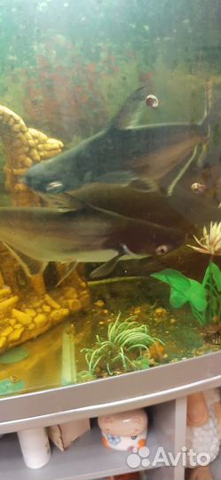 Рыбки большие для аквариума