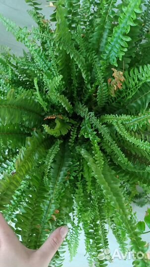 Нефролепис, сортовые, названия спрашивайте