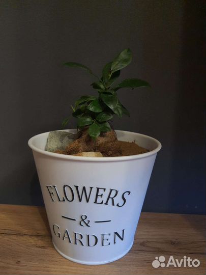 Фикусы разные