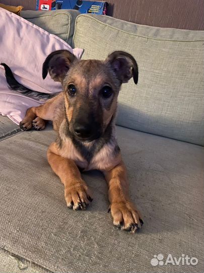 Прелестный щенок девочка