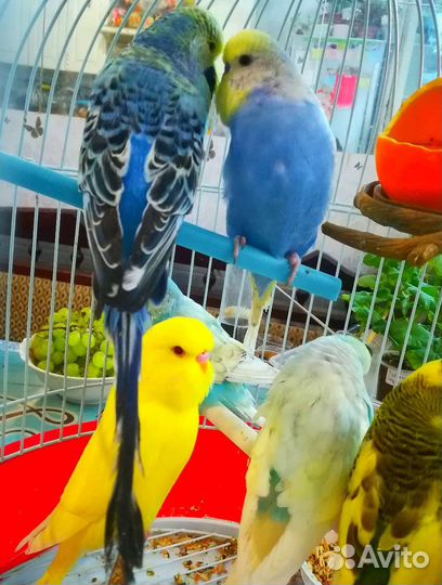 Ввп чех птенец