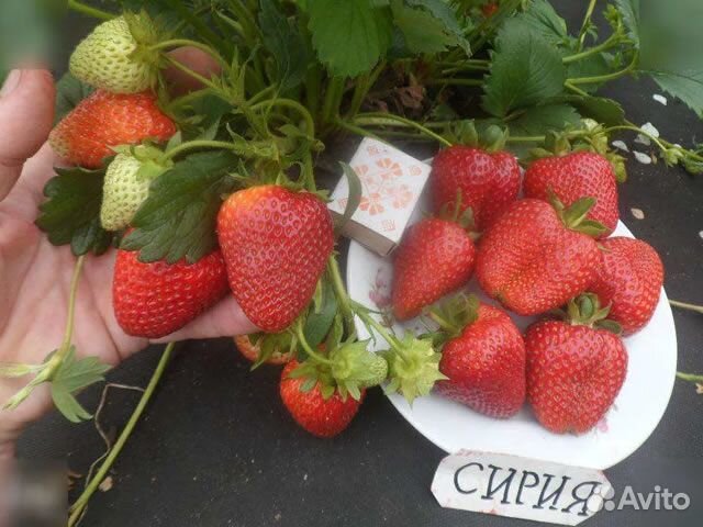 Рассада клубники сорта Сирия и Лималексия